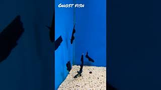 Ghost Fish