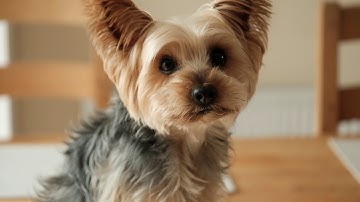 DUN DUN DUUUN!!! (More Dramatic Sound Effect) 2019