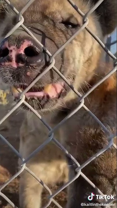 What does a hyena's laugh mean? #Shorts - YouTube