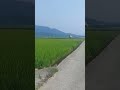 #무인헬기 #논 #드론 #농약 #방제 #농기계 #automobile #myvilage #doglover #youtubeshort