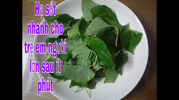 MẸO HẠ SỐT NHANH CHO TRẺ EM SAU 15 PHÚT VỚI NẮM RAU DIẾP CÁ