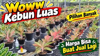 Woww Kebun Luas‼️ Pilihan Aglaonema Banyak, Harga Bisa Buat Jual Lagi ~ 315