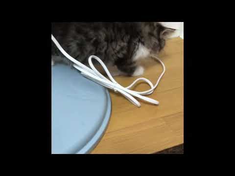 子猫から8ヶ月までの愛猫くん。( ˊ꒳ˋ ) ᐝ