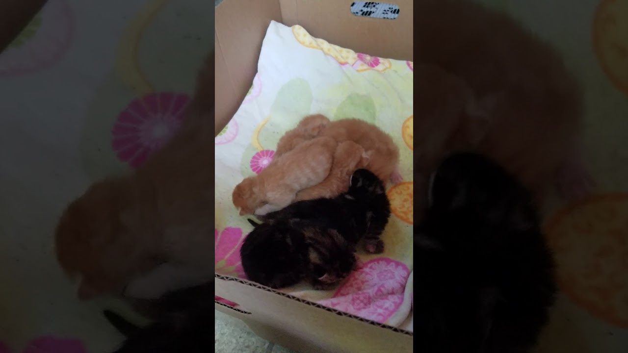 Kitten scramble for position YouTube