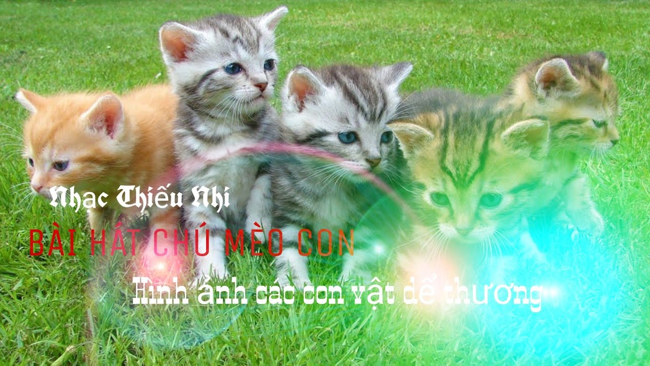 Con Mèo☆CHÚ MÈO CON -Remix ☆☆ con vật siêu dễ thương-♡Nhạc Thiếu Nhi ...