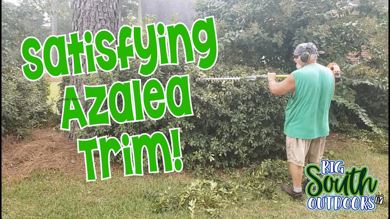 SATISFYING AZALEA TRIM with Stihl® Hedge Trimmer ASMR - YouTube