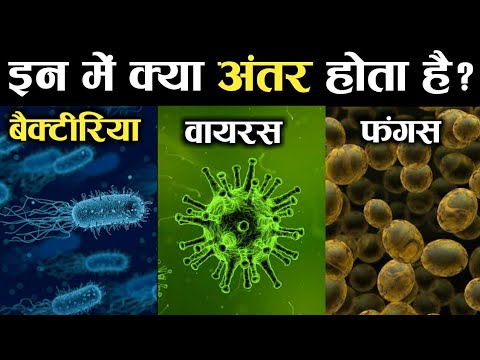 बैक्टीरिया बनाम वायरस बनाम कवक || अफरा तैरिया, चेचक और फंगस में है ?