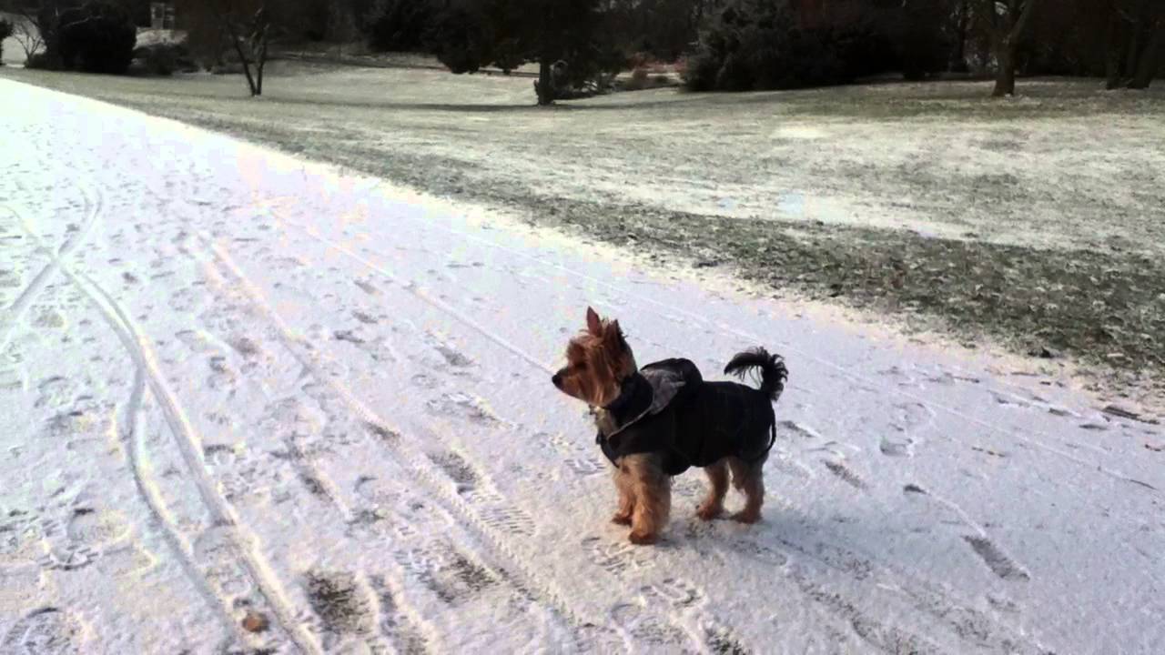 Yorkie First Snow in Brand New Winter Coat (2013) YouTube