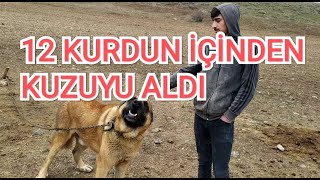12 KURDUN ELİNDEN KUZUYU ALDI. FAVORİ KÖPEĞİM. KIRMIZI KANGAL