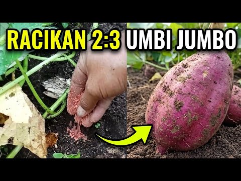 Jangan Salah Kasih Pupuk! Racikan 2:3 Ubi Jalar Usia 45 Hari Biar Umbi Jumbo, Bosskuh!