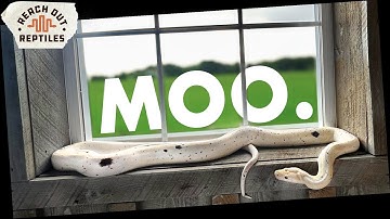 Morph Spotlight | COW Retics!