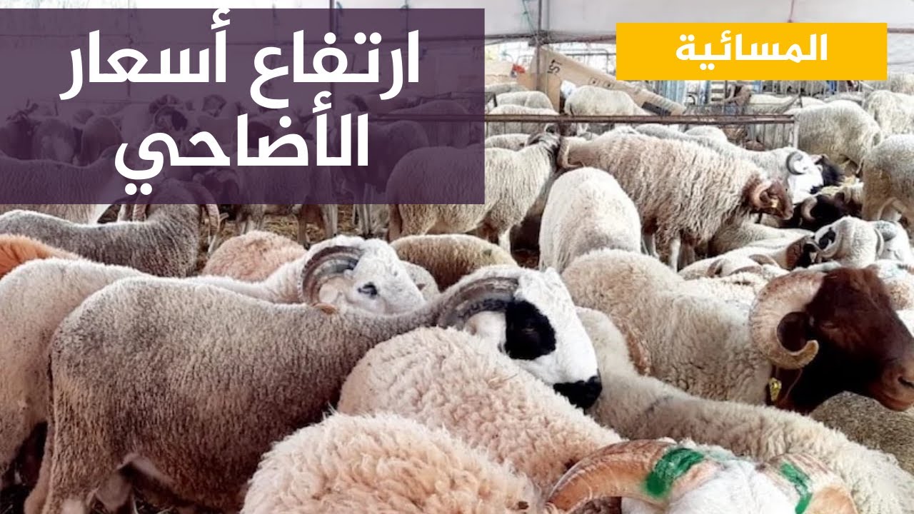 العالم العربي يشهد ارتفاعا في أسعار الأضاحي في ظل ظروف اقتصادية صعبة