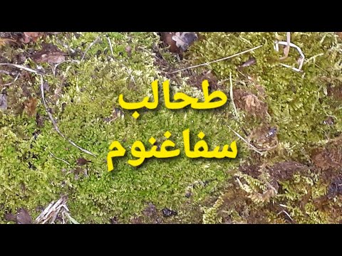 فيديو: أين ينمو طحلب السنديان؟