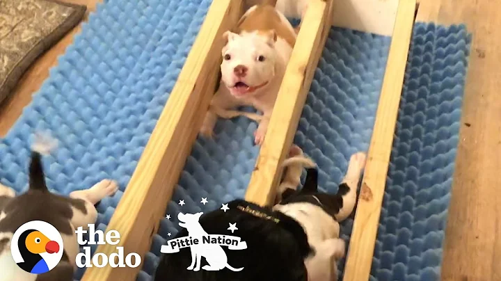 Pittie Puppy Rescued From The Worst Owner Smiles Through Every Setback | The Dodo Pittie Nation