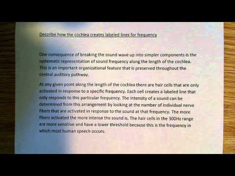 Cochlea: labeled lines for frequency