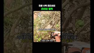 벌목 제거하는 전문가의 수목 관리 방법 #workers  #process #arborist #treecare #chainsaw