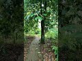Exploring a Lush Tree-Lined Path in a Secluded Village 🌳