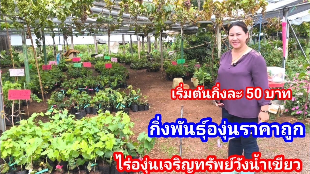 ไร่องุ่นเจริญทรัพย์!! อัพเดทต้นพันธุ์องุ่นราคาถูก ประจำเดือน มีนาคม 2568 แหล่งรวบรวมกิ่งพันธุ์ถูกสุด