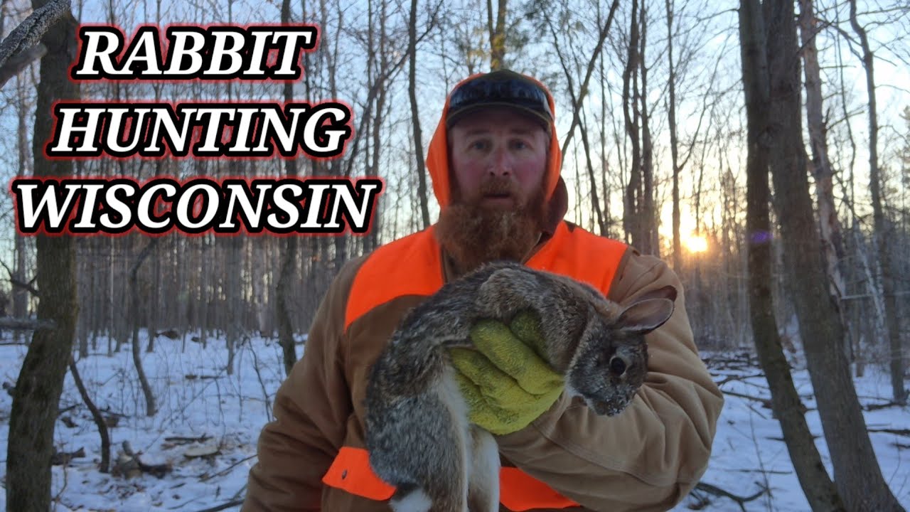 Охота на кроликов в Висконсине!