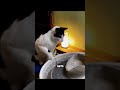 Cat loves pottery #catshorts #shortvideo