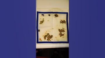 BUBBLE HASH selber machen 🍫😋 #bubblehash #cannabis #haschselbermachen #weed #diy #bubblebag #420