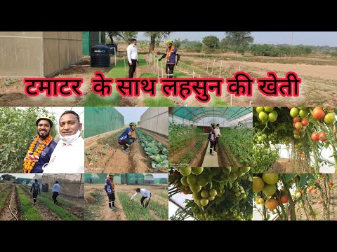 वीडियो: लहसुन और टमाटर साथी रोपण - लहसुन के बगल में टमाटर के पौधे लगाना