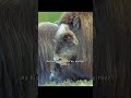 Musk Ox Clash: Bone-Crushing Impact in the Wild