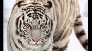 Download Lagu subhana Allah - Maher zain MP3