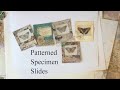 TUTORIAL - A Different Look for SPECIMEN Slides - DIY Embellishments