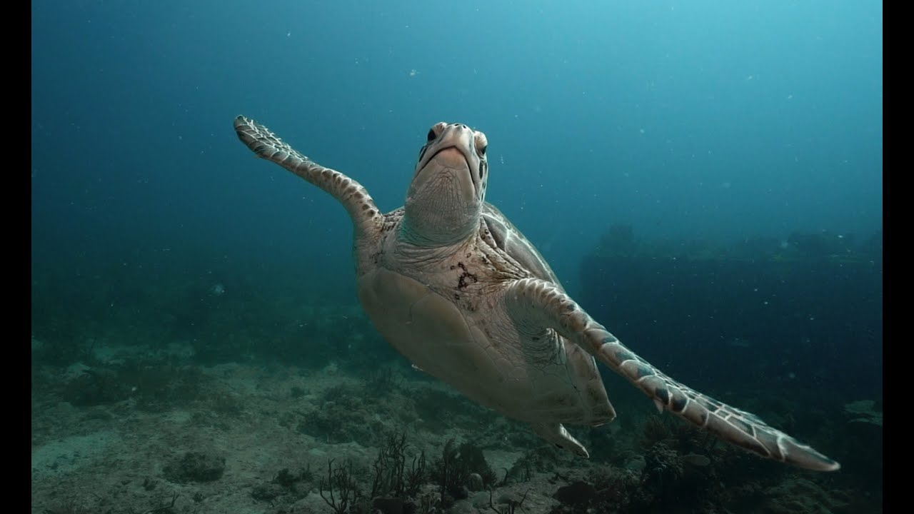 Diving US Virgin Islands YouTube