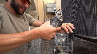 Trapping Pigeons on New DISGUSTING Rooftops!!