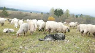 Pásztorkutyák Erdélyben /Shepherd dogs in Transylvania/