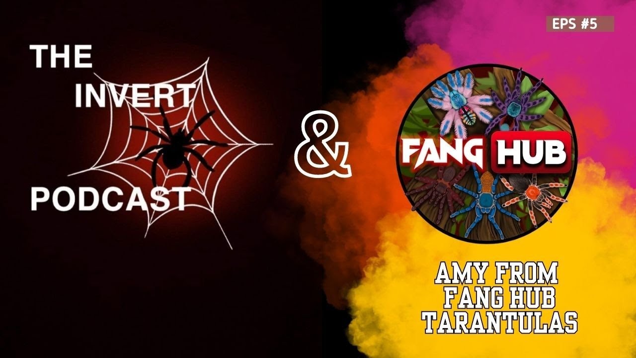 The Invert Podcast | EPS 5 | Tarantula Talk with Fang Hub Tarantula's