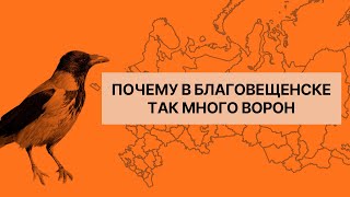 Обедать — В Китай, Ночевать — В Россию. Почему В Благовещенске Много Ворон | Почему В Немоскве