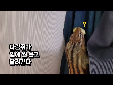 다람쥐가 입에 뭘 물고 달려간다
