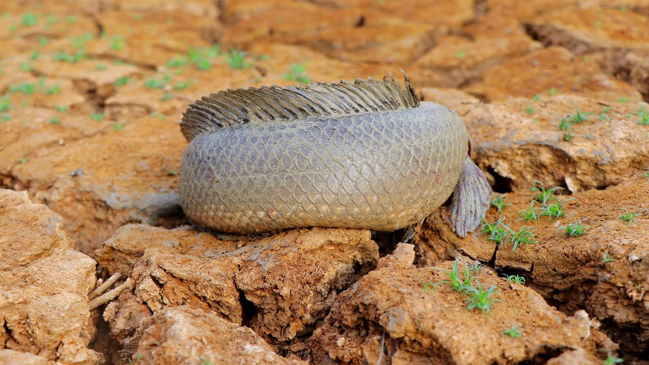 2020 Dry season Best hand catching Fishes in underground on Fied Dry muddy