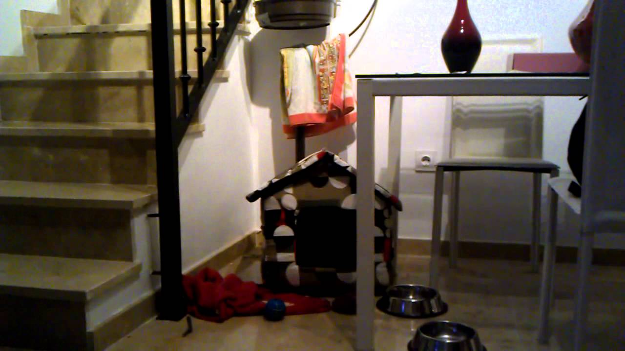 BEAGLE, destroying its house YouTube