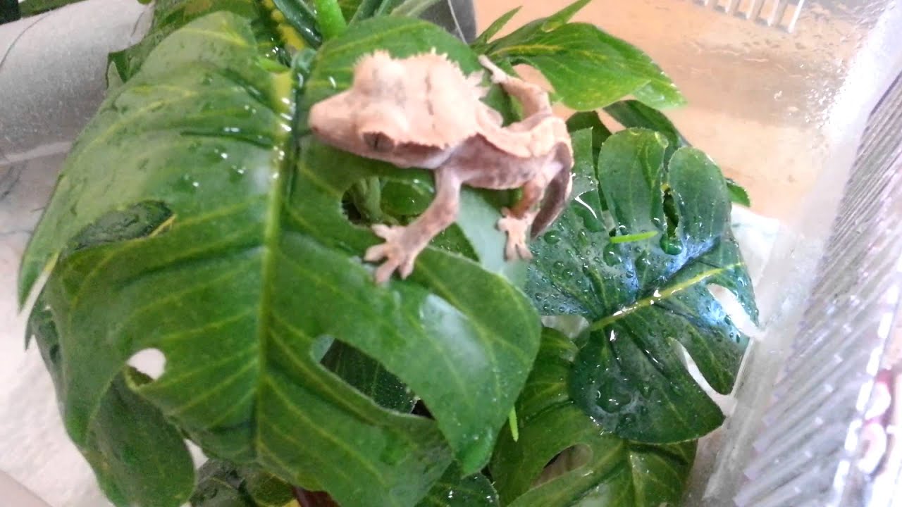  Lizard-Sitting!