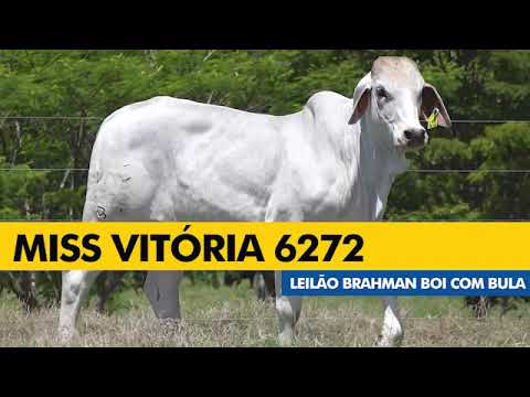 LOTE 45 - VITB 6272