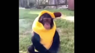Banana Monkey