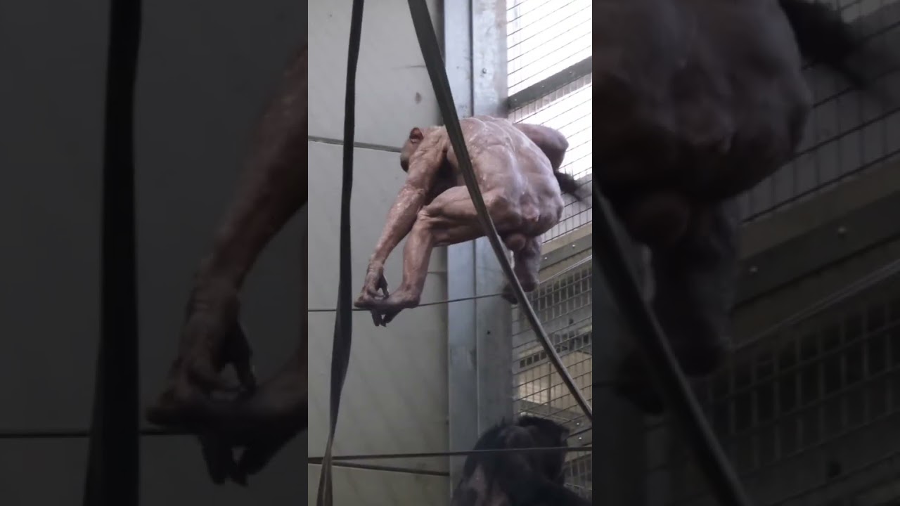 Bald Chimp Jambo Slides Down A Rope! 