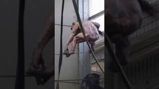 Bald Chimp Jambo Slides Down A Rope