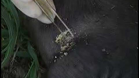 UC Davis Newswatch: Insect Forensics No. 1