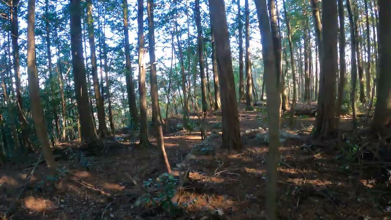 高雄山　頂上の風景