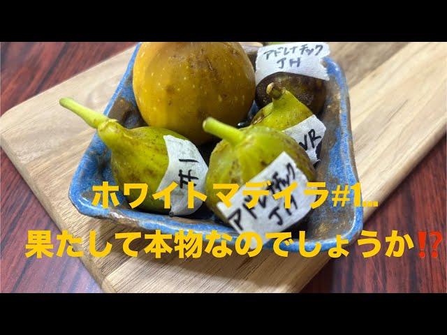 224 White Madeira #1Is it the real thing? #Fig #Fig #Fig