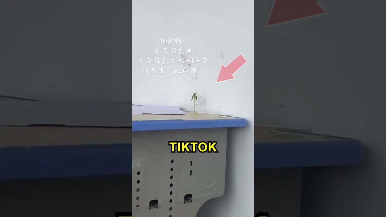 He Grew A Sunflower In His Desk 😱