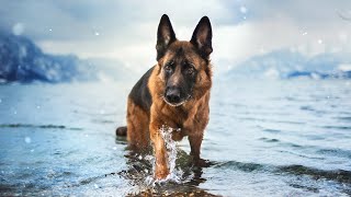 Best of German Shepherd - The Super Power Dog