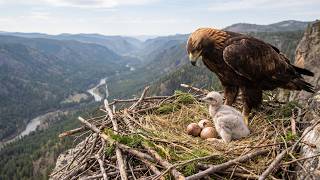 Golden Eagle: From Egg to First Flight | Full Documentary