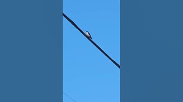 male tree swallows arrived first