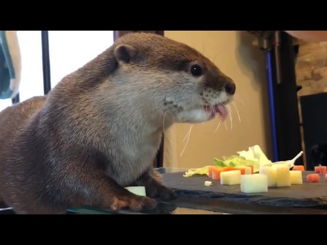 カワウソさくら 特製ひなあられに大興奮！ Otter and the Hinamatsuri